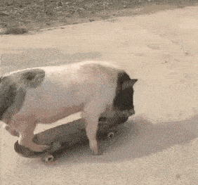 一只猪跑过来的动图图片
