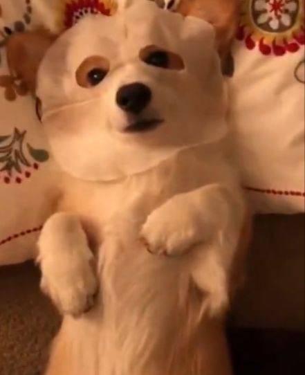 宠物|柯基学会了敷面膜，头一伸爪子一扶就搞掂，精致汪！