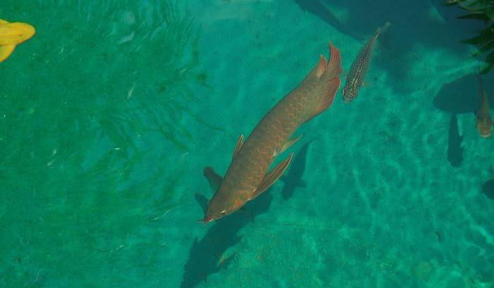 什么是黑坑混养 dcd08cba07f84e55a8c5f3a3394a3d07.jpeg