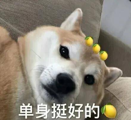 阿泽西|韩国小哥舍弃终身大事，只为养8只柯基！谁能拒绝它们的魅力？