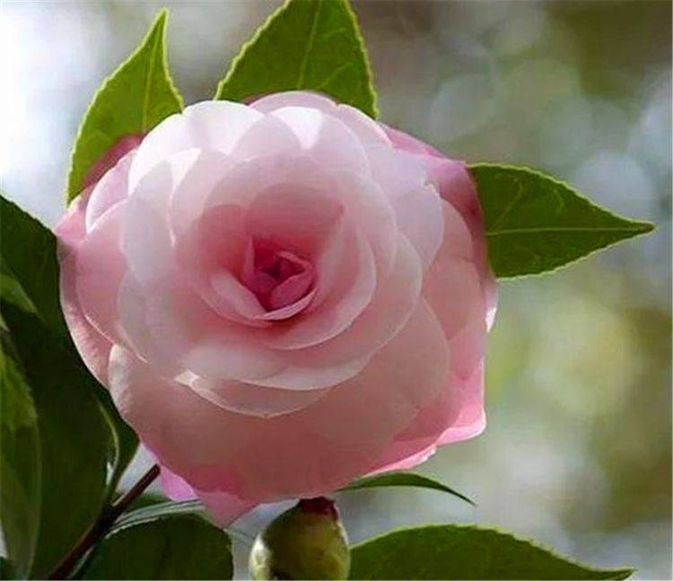 7月茶花没花苞 赶快去做3件事 枝繁叶茂花苞多 冬天开爆盆 强光