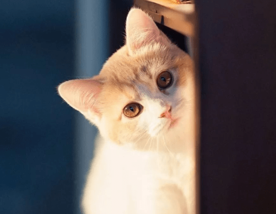 玩具|需食：铲屎官的诱惑，猫薄荷也需控制！