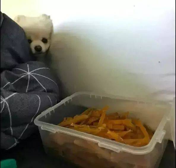 薯干|刚打开小薯干,狗狗就眼巴巴看着:可以分点给我吗?