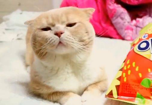 猫咪|拿着小脆脆在猫咪面前晃，猫咪一脸鄙视，到底给不给！