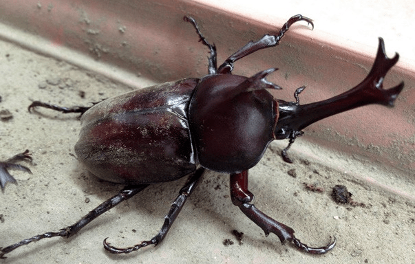 柑橘独角犀怎么防治