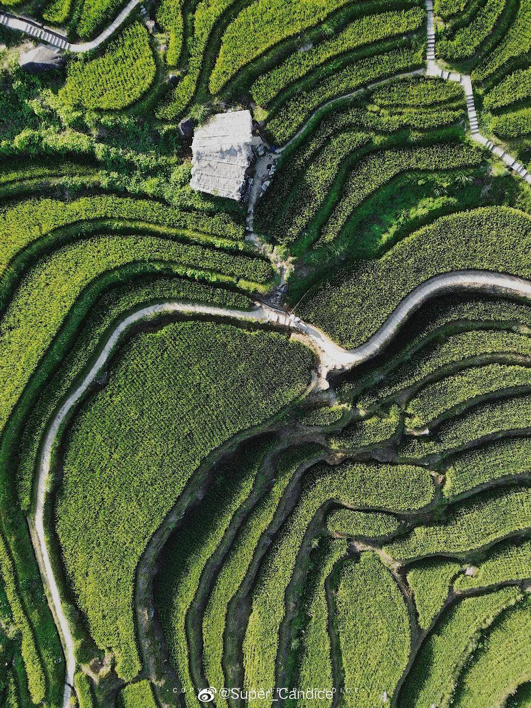 夏日长|大暑 | 长夏终有时，但惜夏日长