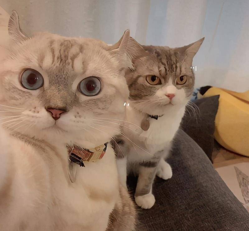猫咪|骗你养猫系列,养2只猫,就是比养1只猫好
