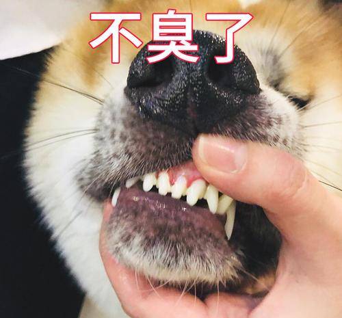 软食|不想给狗狗刷牙?养狗减少口腔疾病的几个办法分享!