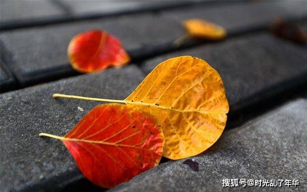 立冬下雨有什么说法吗 4a8624963351434ea82df42beb3a3959.jpeg