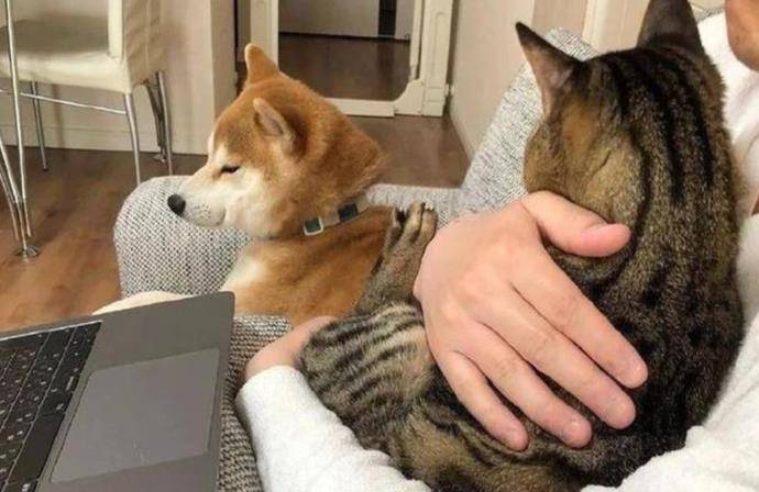 羊奶|狗狗这几种反应，都说明它“吃醋了”