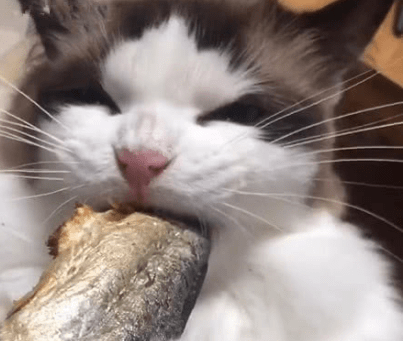 猫咪|猫咪健康饮食：小鱼干与大鱼干不可高于2%含盐量
