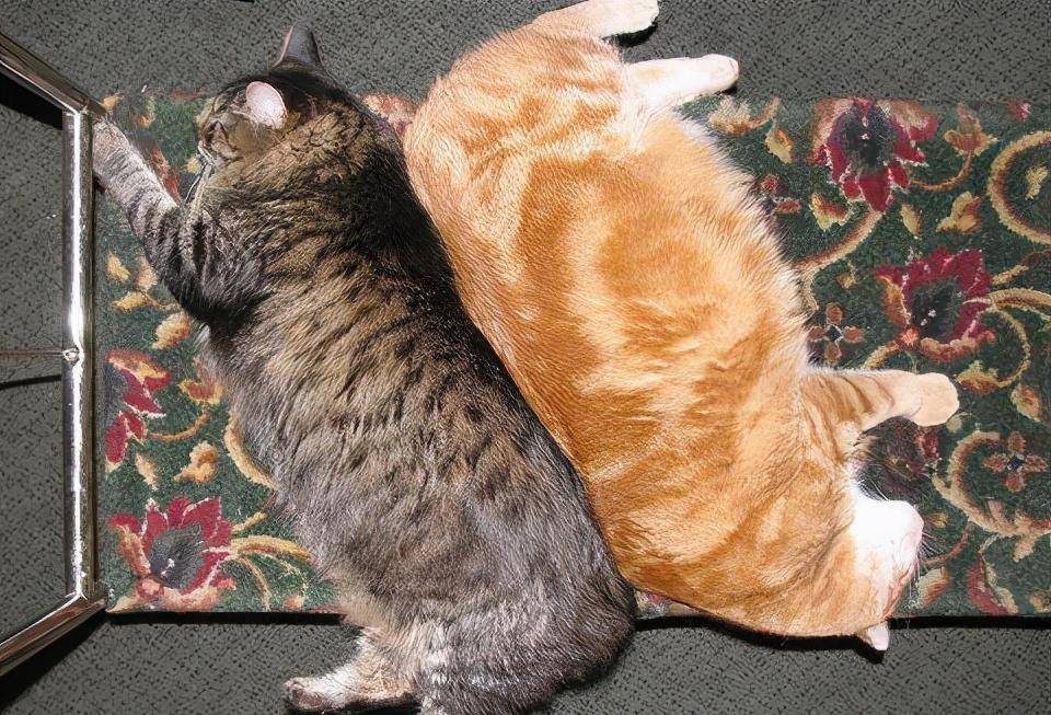 猫咪|骗你养猫系列,养2只猫,就是比养1只猫好