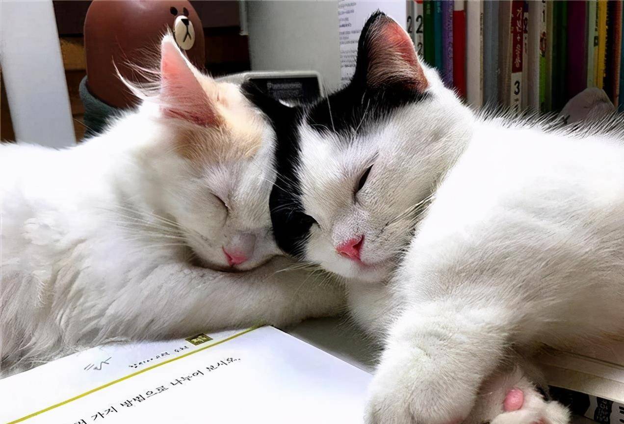 猫咪|骗你养猫系列,养2只猫,就是比养1只猫好