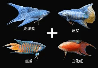 水族知识