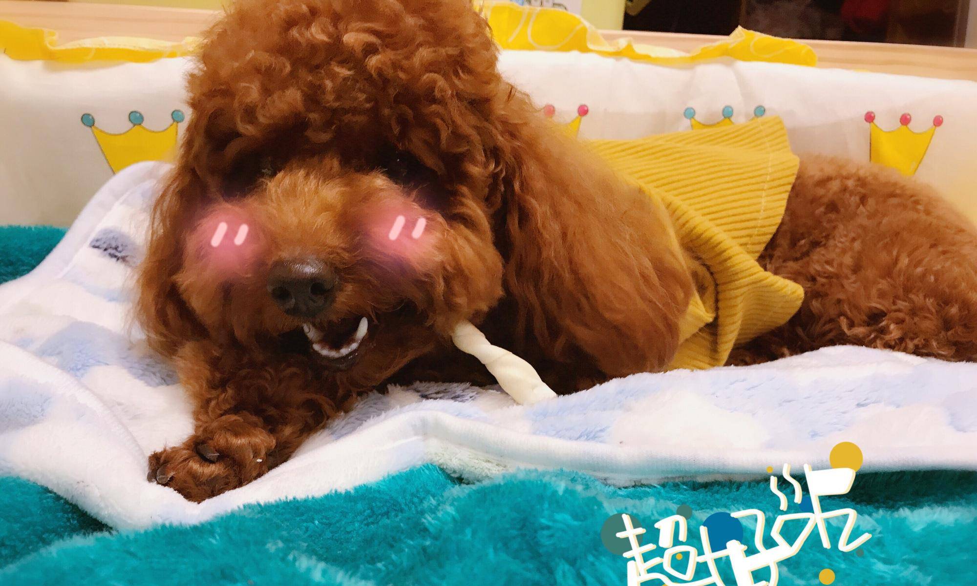 软食|不想给狗狗刷牙?养狗减少口腔疾病的几个办法分享!