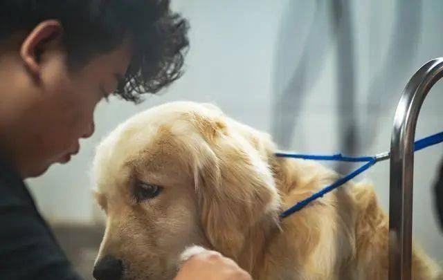 狗为啥总是吐 a65fdafec05342f9863fbd9f2deb05fc.jpeg