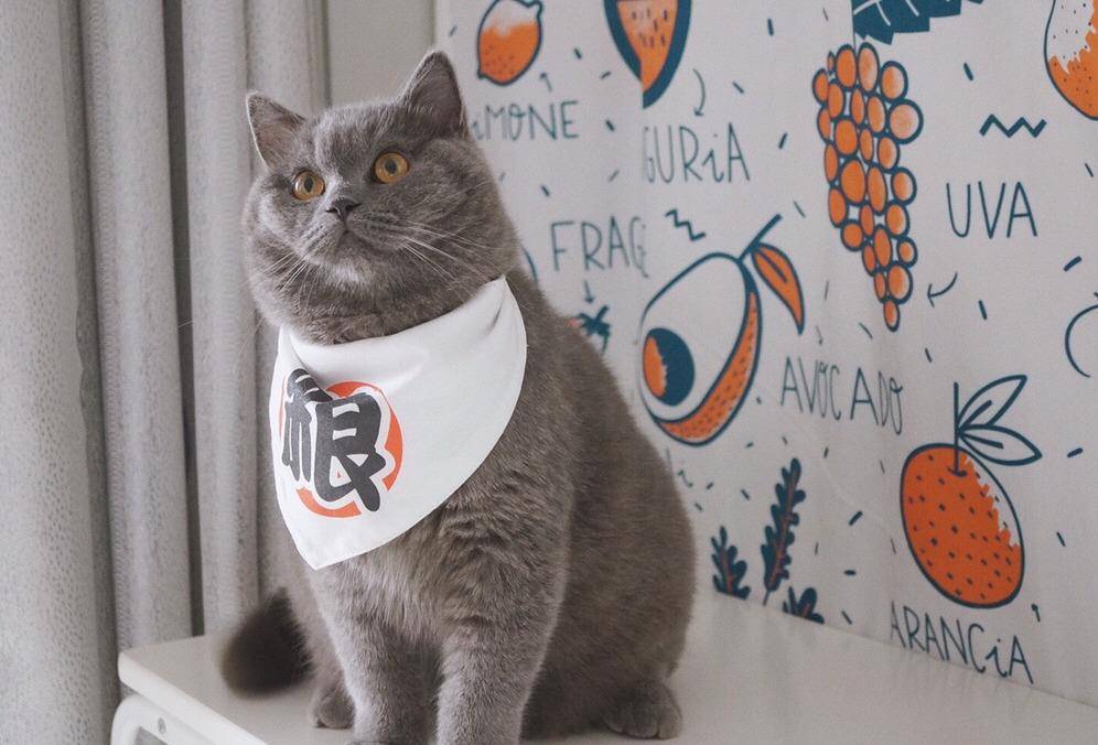 怎么样才能减少猫掉毛 c5fdfd6128514599a984627bb5b5503a.jpeg