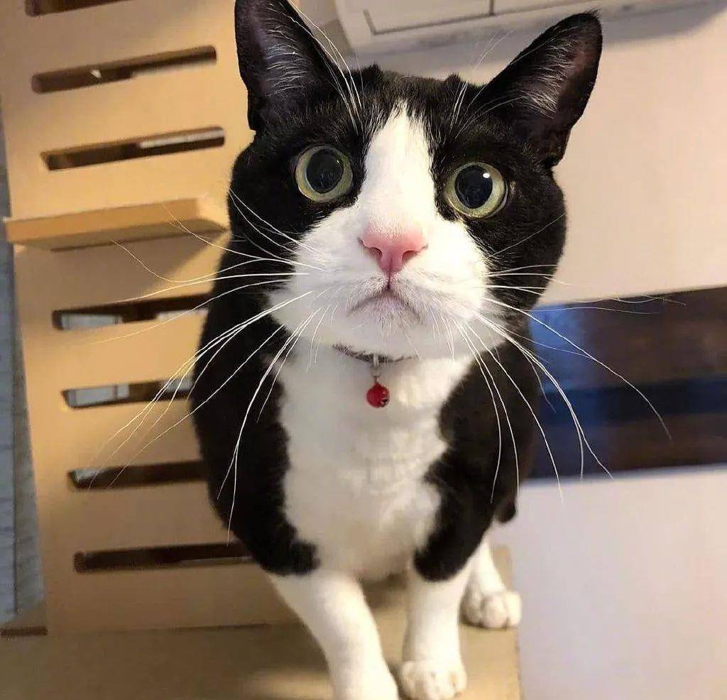 怎么样才算是正宗的奶牛猫 d4873b1778d0432caf8ecb884463fdc6.jpeg