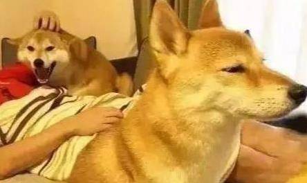 羊奶|狗狗这几种反应，都说明它“吃醋了”