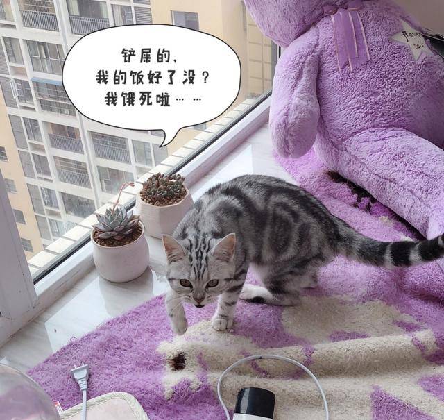 死人|网友说他家的猫咪凶得很！就是奶凶奶凶的，这模样要萌死人了……