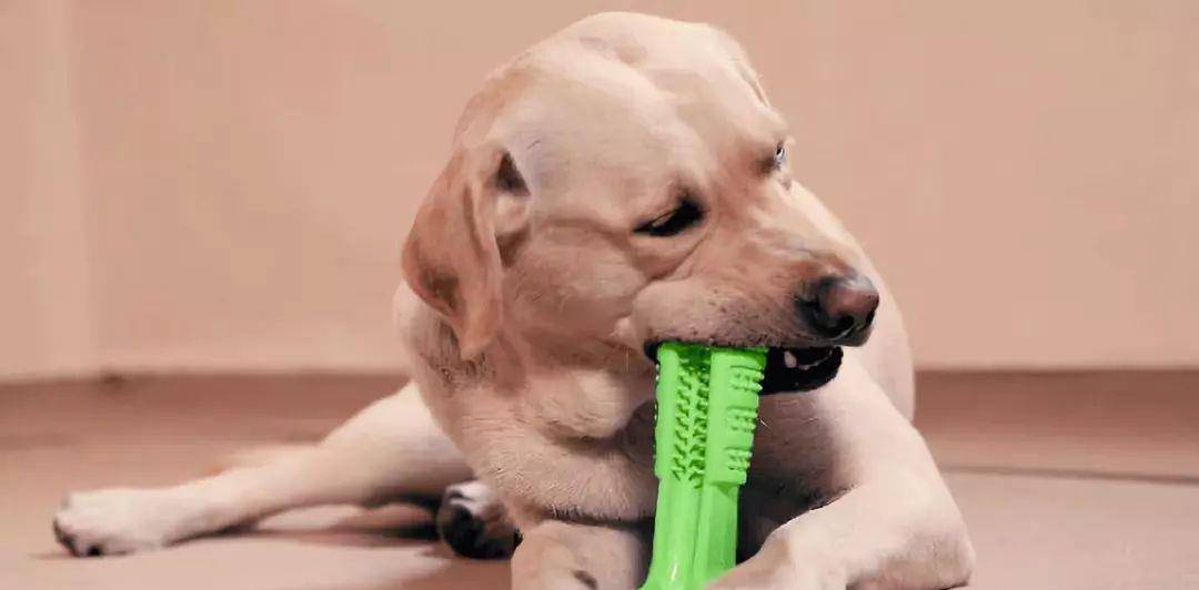 软食|不想给狗狗刷牙?养狗减少口腔疾病的几个办法分享!