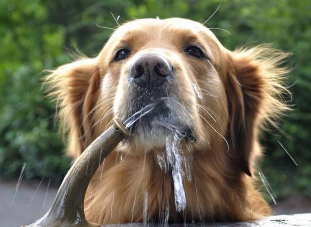 软食|不想给狗狗刷牙?养狗减少口腔疾病的几个办法分享!