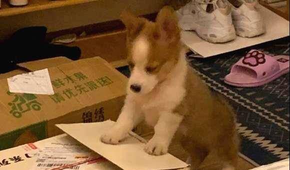 箱子|柯基的腿长长了，紧接着家里就遭殃了，难道它爸是……