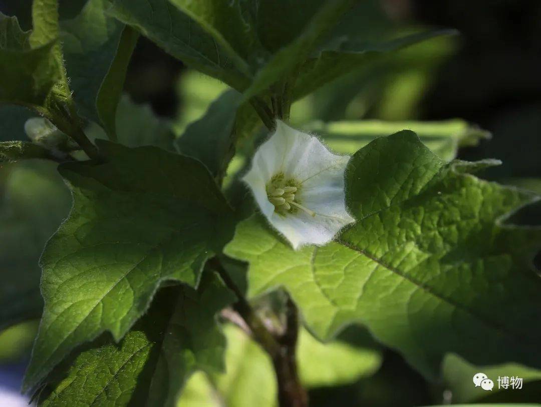 说到"过气水果",我第一个想到它_姑娘