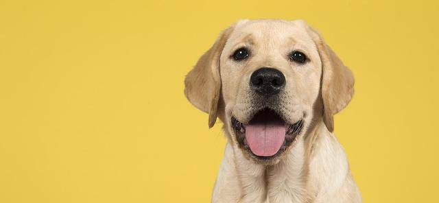 奖励|拉布拉多亲人又好养?但仍需要主人好好训练,该如何养好一只拉拉