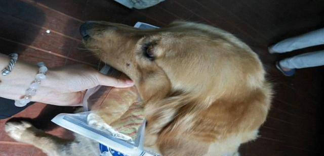 买点|以后不要在家给狗子剪毛了! 估计这回真的伤了狗子的自尊了