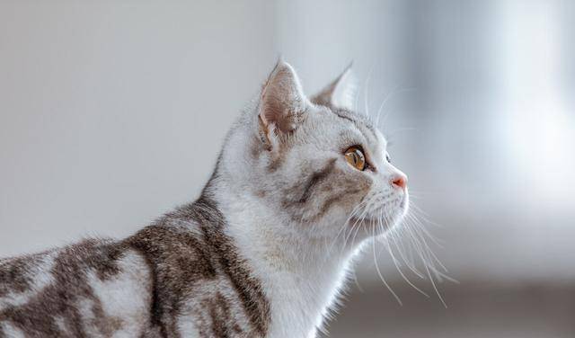 猫咪为何会乱叫 通常是这六个原因造成的 叫声