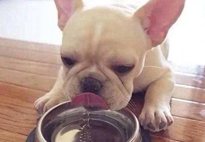 体重|养狗小知识:狗狗每天要喝多少水?