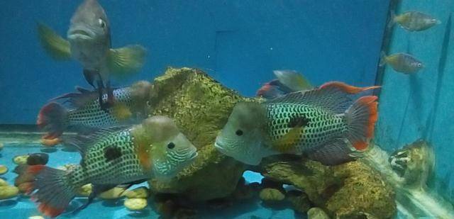 卵生热带鱼苗的孵化 喂养 我们要注意的细节问题 小鱼