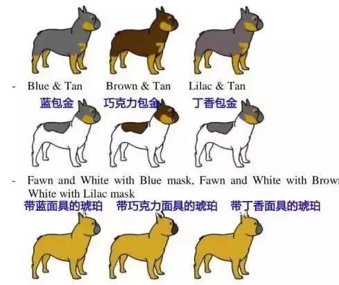 丁香|法国斗牛犬颜色大全