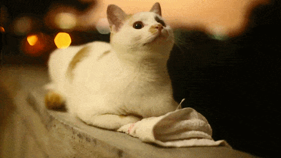 560_315gif 动态图 动图
