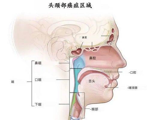 因hpv感染,男性头颈癌罹患率上升!有这4种症状要当心