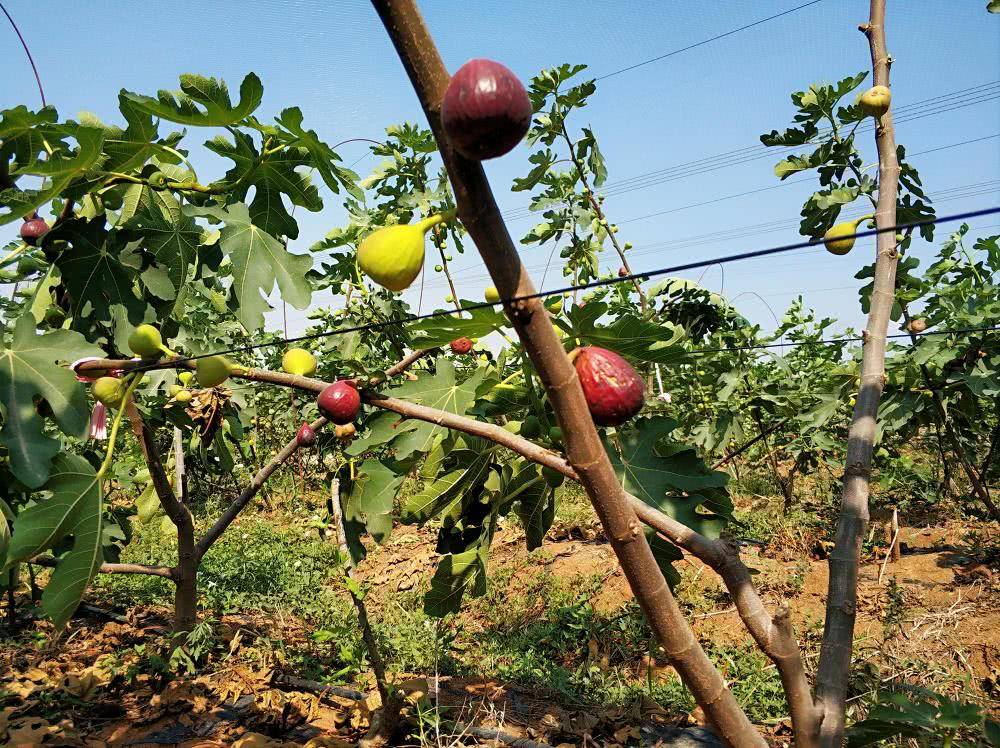 还是属于比较小众的水果,那么想要了解或者尝试无花果种植的农户,首先