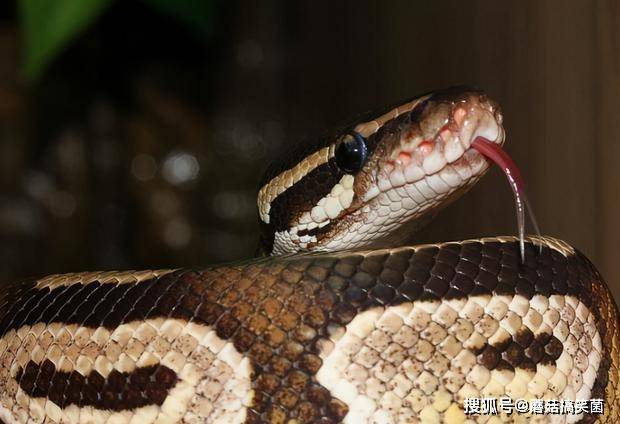 泰坦蟒vs巨蟒 b9d00a6237d94bff91899bb92c791daf.jpeg