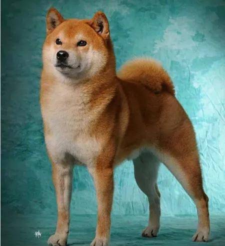 柴犬品相这么看 看完又涨知识了 大小