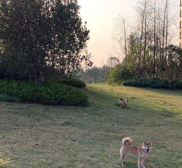 什么|网友给柴犬梳了一遍毛，它“暴瘦”了一圈，狗：这就瘦了？