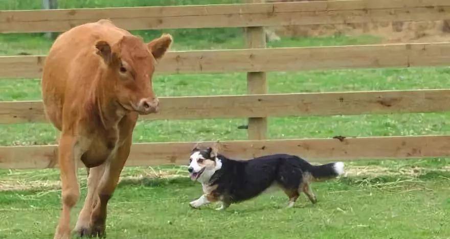 操作|柯基就只会卖萌么？那你就错了，它还有这种操作