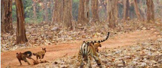 猛兽排名_猛兽手机壁纸