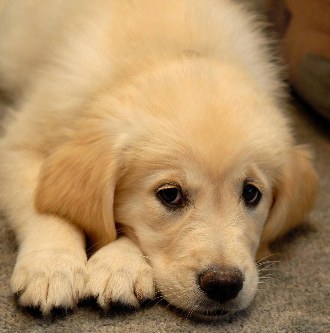 涂药|狗狗皮肤病反反复复，法斗柯基大多是体质原因，但还有其他原因