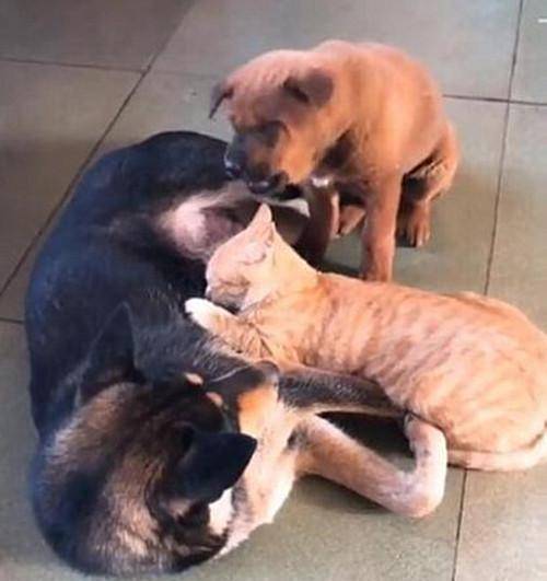 如何给狗狗喂奶 2355c13360004f4ca25991493fda792b.jpeg