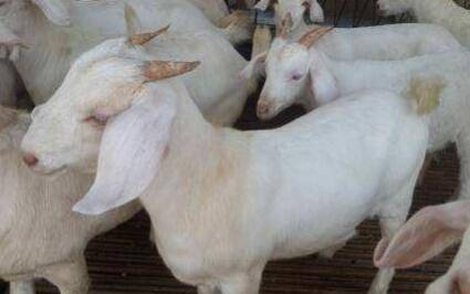 治疗|羊支原体肺炎怎么治疗 羊支原体肺炎的治疗方法