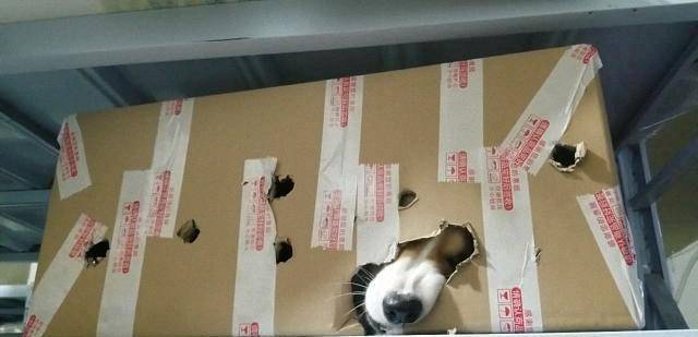 狗头|我把犯错的柯基关到纸箱里了, 没想到它居然啃出来了, 好牙口!