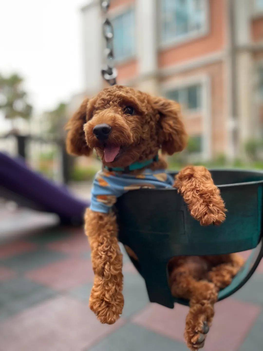 因为|吸完几百只猫猫狗狗,我们从中选出了30只最可爱的给你