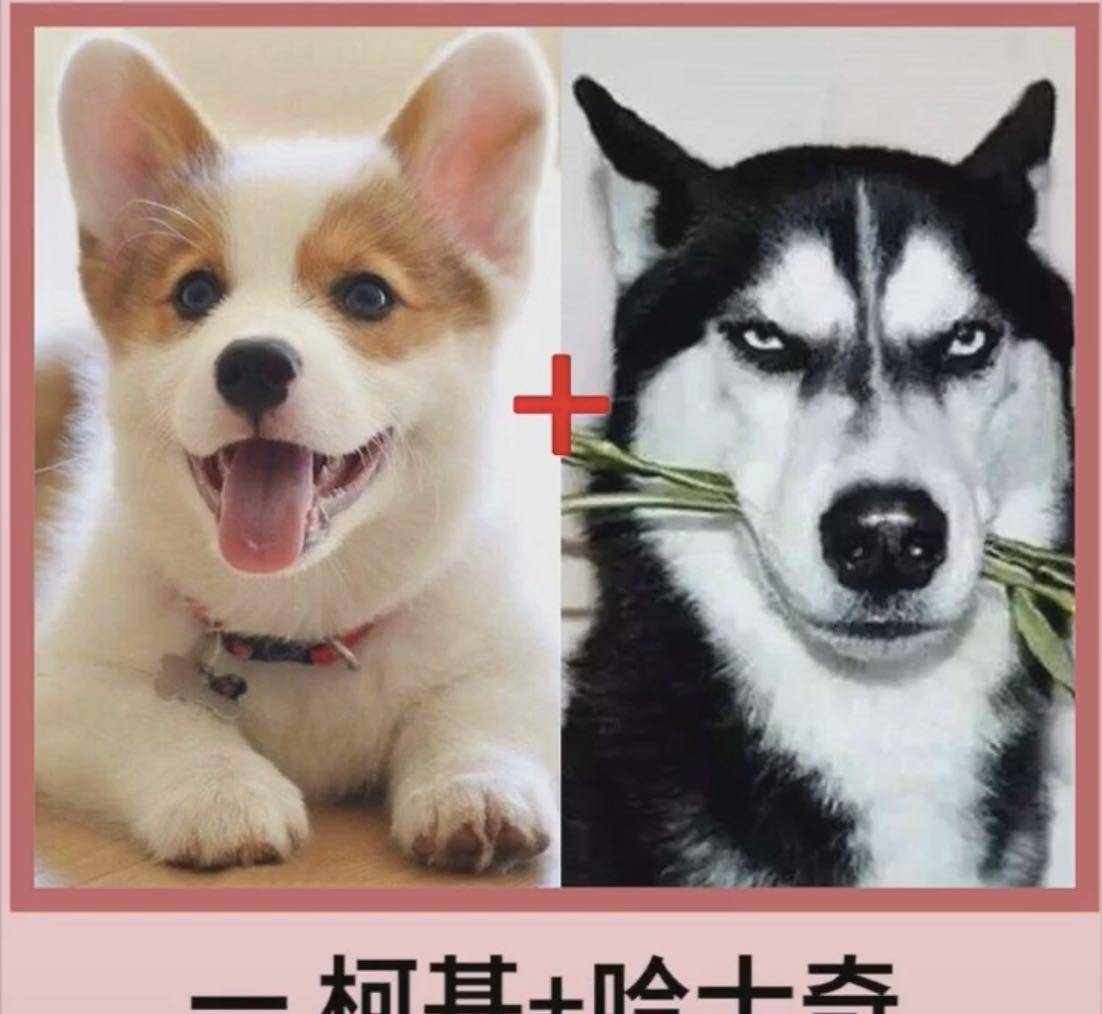 包占|宠物狗柯基的强大基因，看完不得你不服，网友赞叹：太强大了