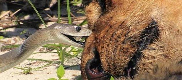 狗为啥怕蛇 921568a97aca4b3a8fd5164188fdfac8.jpeg