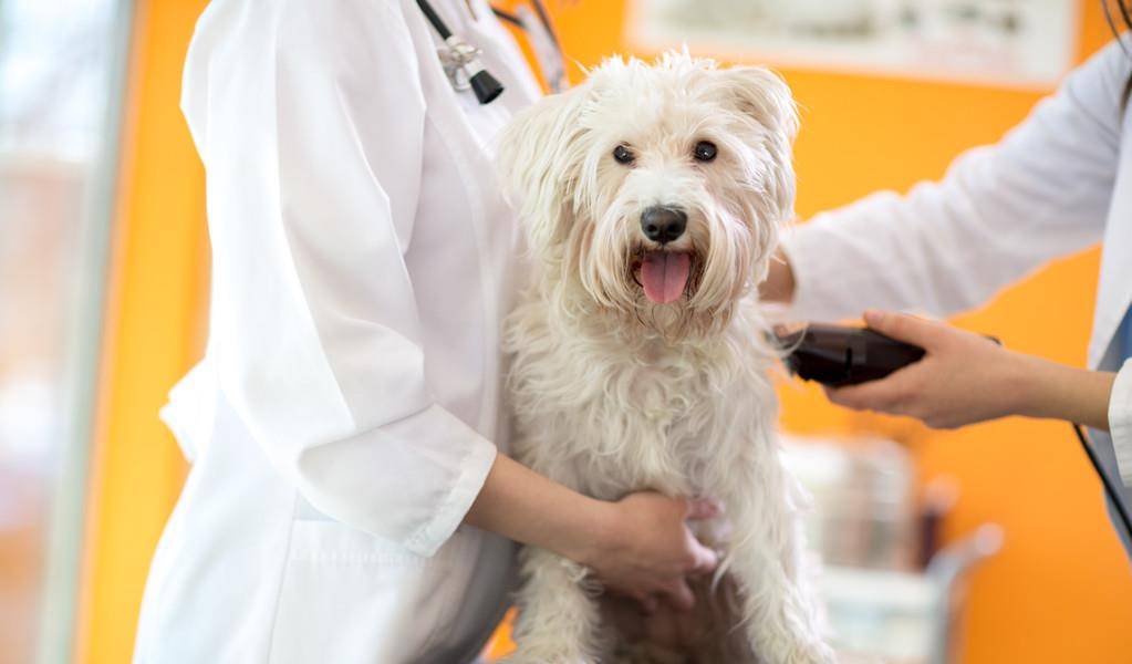 涂药|狗狗皮肤病反反复复，法斗柯基大多是体质原因，但还有其他原因